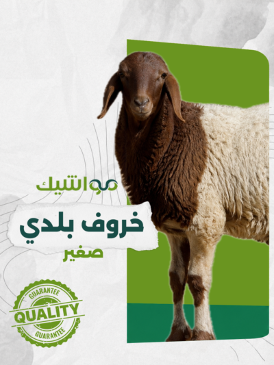 خروف بلدي صغير