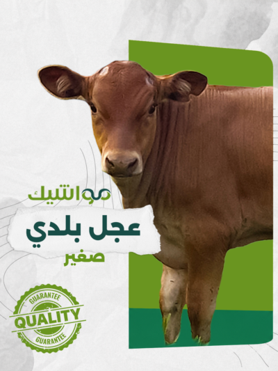 عجل بلدي صغير