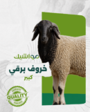 خروف برقي كبير