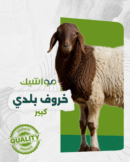 خروف بلدي كبير
