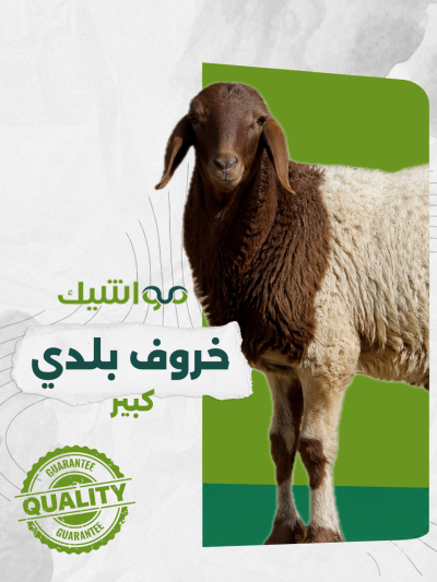 خروف بلدي كبير