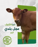 عجل بلدي كبير