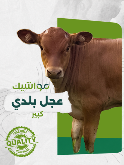 عجل بلدي كبير